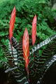 Vriesia splendens